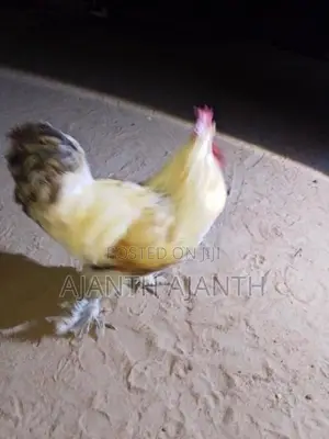 Rooster