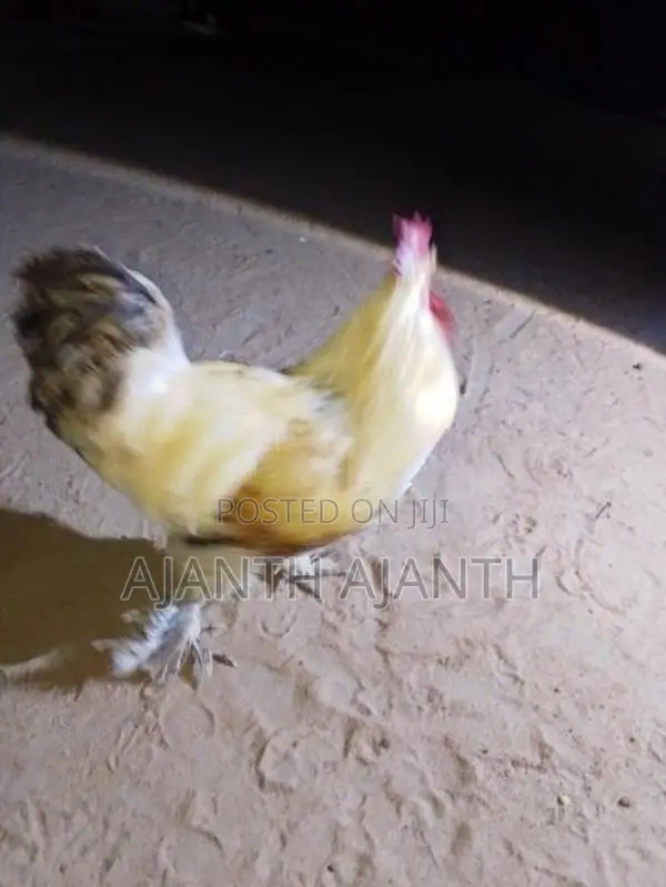 Rooster