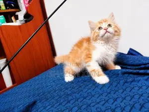 Persian Kitten