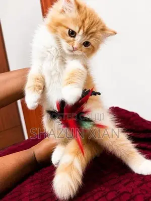 Persian Kitten