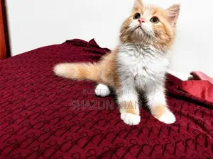 Persian Kitten
