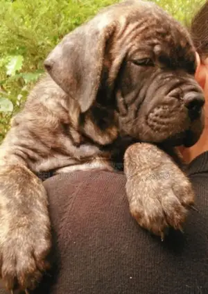 Cane Corso Puppies for sale