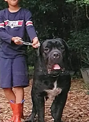 Cane Corso Puppies for sale