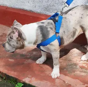 American Pocket Bully Female Puppy