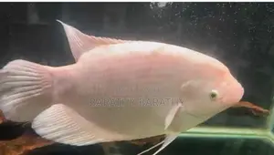 Jam Gourami