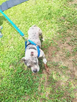 American Pocket Bully Female Puppy