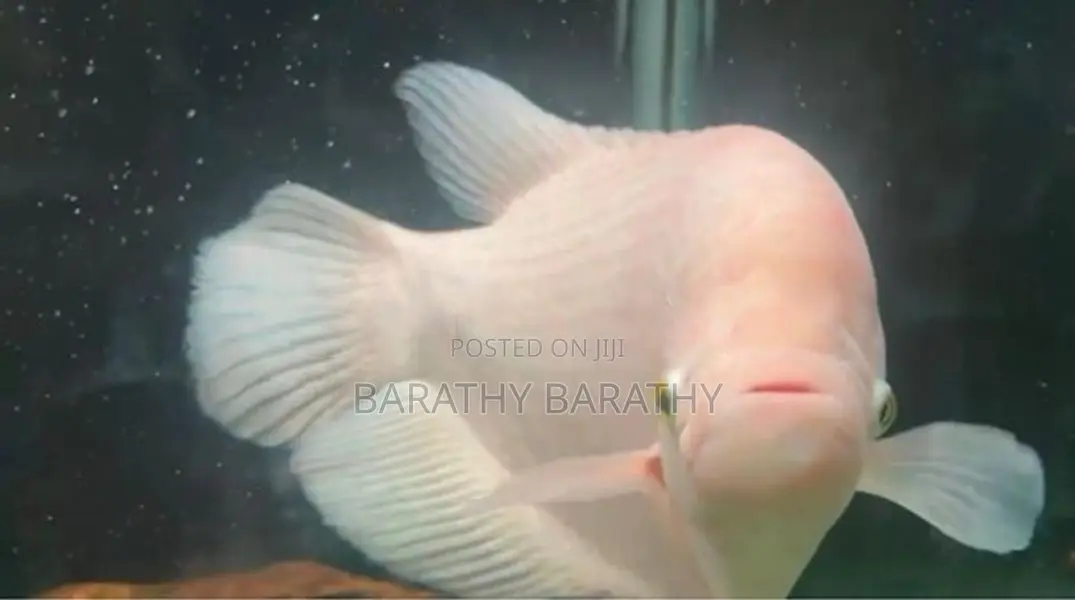 Jam Gourami