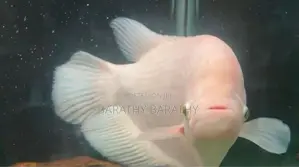 Jam Gourami