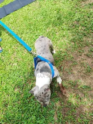American Pocket Bully Female Puppy