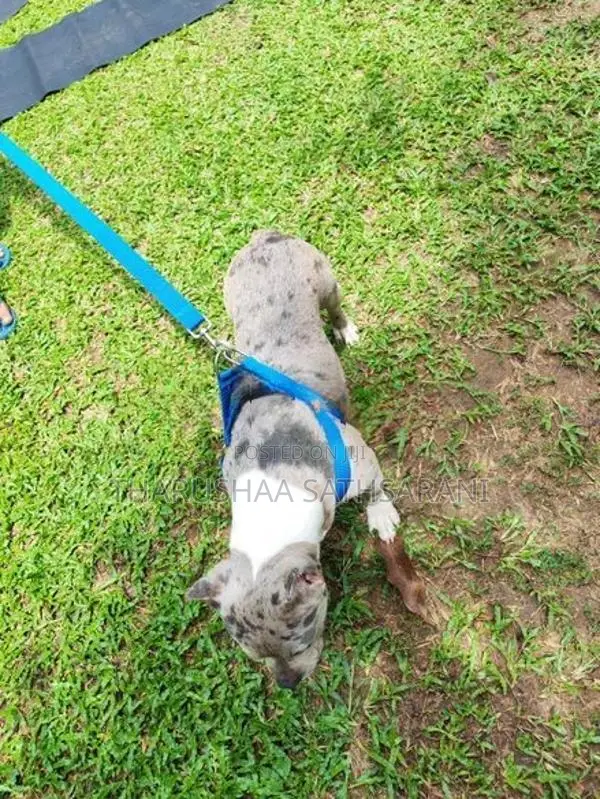 American Pocket Bully Female Puppy