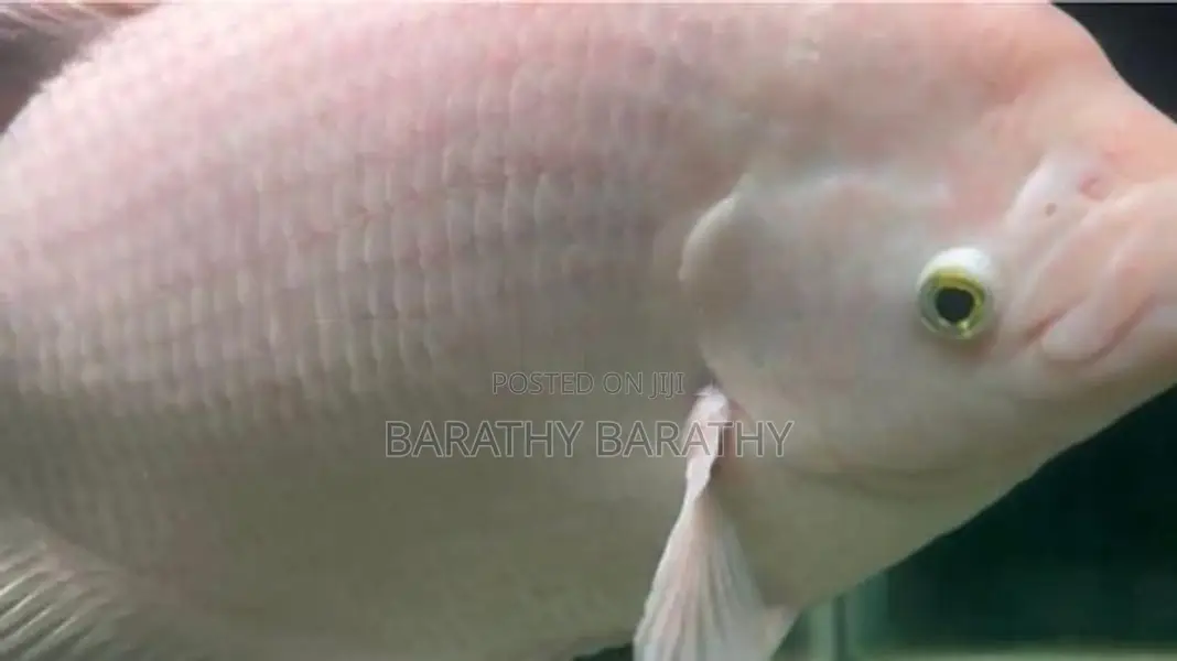Jam Gourami