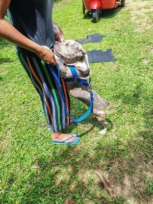 American Pocket Bully Female Puppy