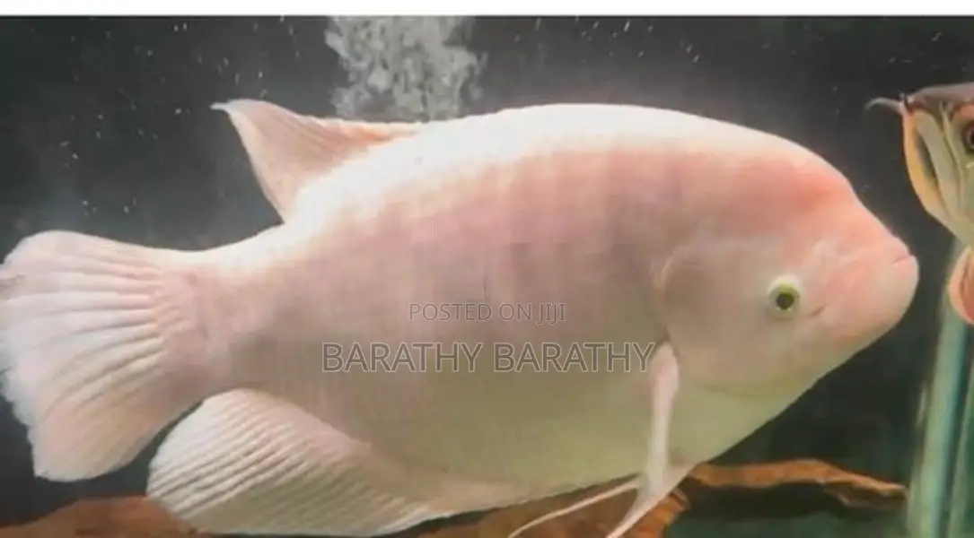 Jam Gourami
