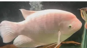 Jam Gourami