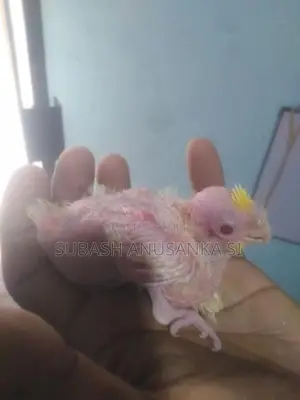 Cockatiel Chicks