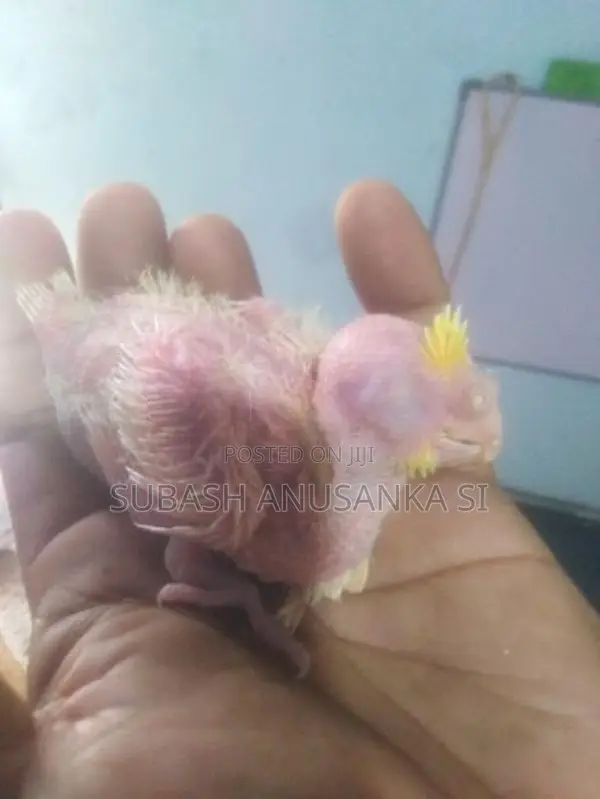 Cockatiel Chicks