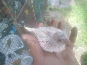Cockatiel Chicks