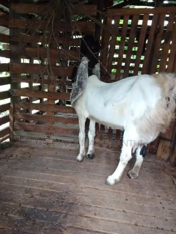 Jamunapari Goat