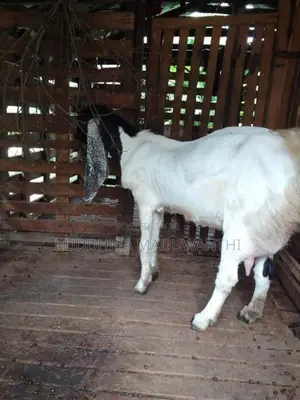 Jamunapari Goat