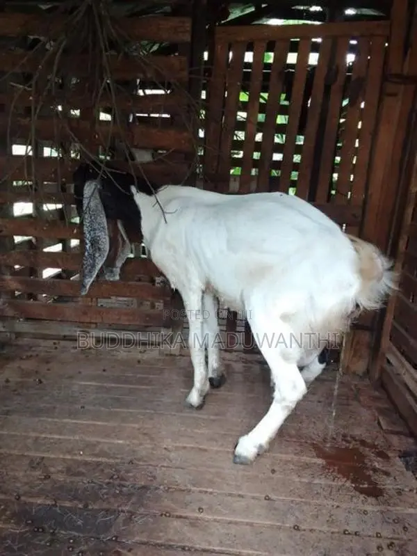 Jamunapari Goat