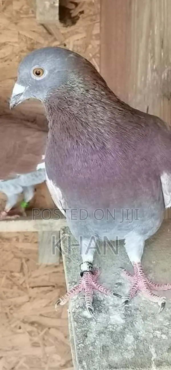 Racing Hommer Pigeon