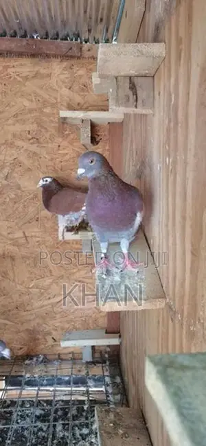 Racing Hommer Pigeon