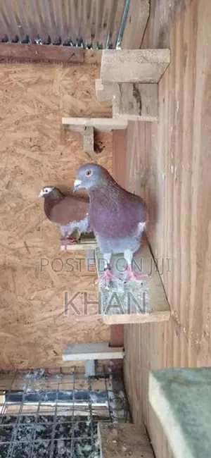 Racing Hommer Pigeon