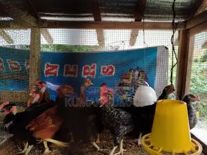 கோழிக்குஞ்சு