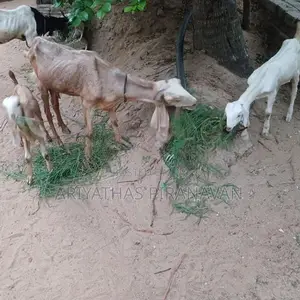 கிடாய் ஆடுகள்