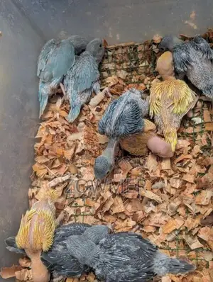 Yellow Ringneck Birds