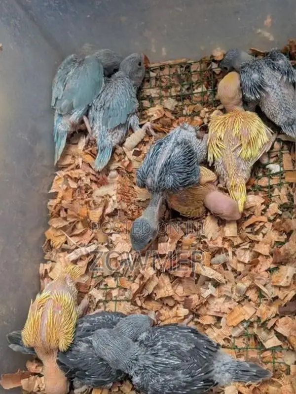 Yellow Ringneck Birds