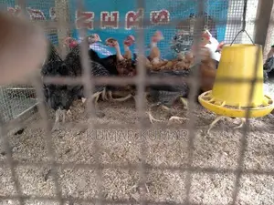 கோழிக்குஞ்சு