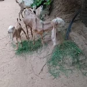 கிடாய் ஆடுகள்