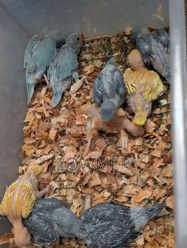 Yellow Ringneck Birds