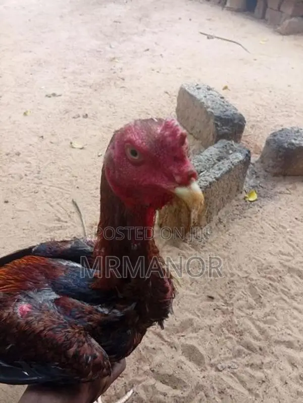 Rooster