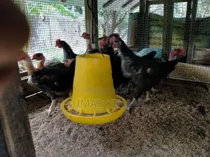 கோழிக்குஞ்சு