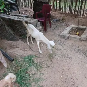 கிடாய் ஆடுகள்