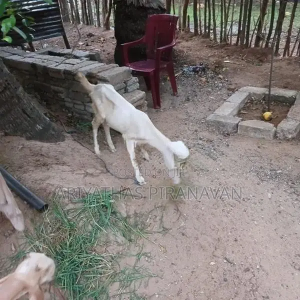 கிடாய் ஆடுகள்