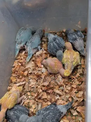 Yellow Ringneck Birds