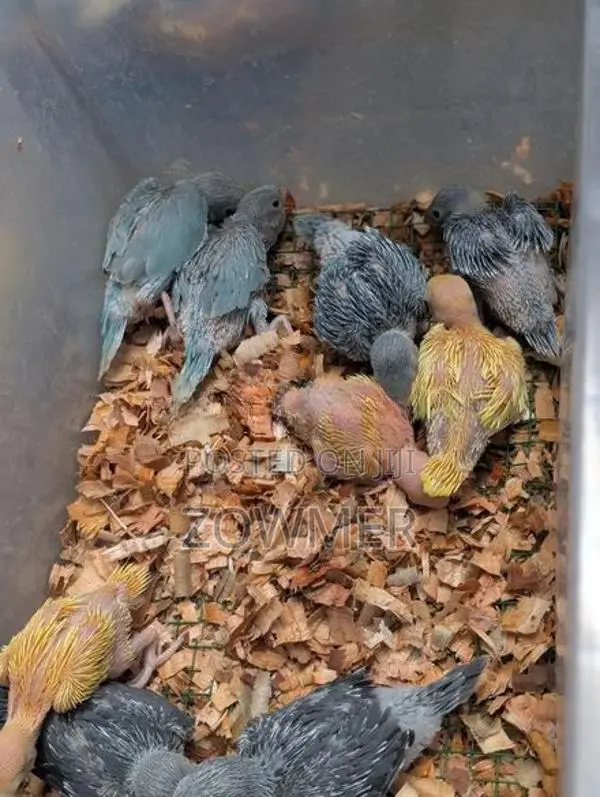 Yellow Ringneck Birds