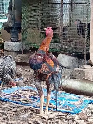 Rooster