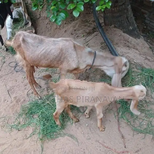 கிடாய் ஆடுகள்