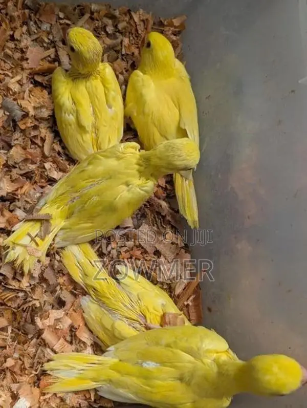 Yellow Ringneck Birds