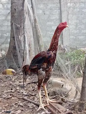 Rooster