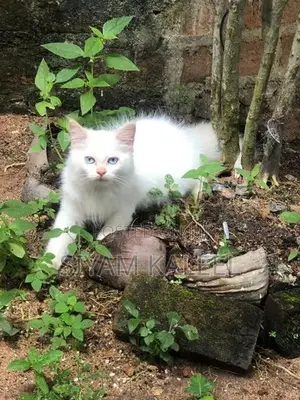 Persian Kitten