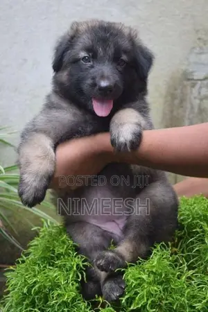 German Shepherd Puppy