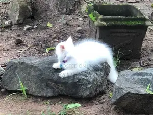 Persian Kitten