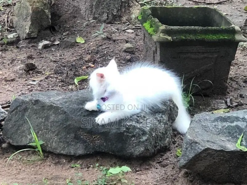 Persian Kitten