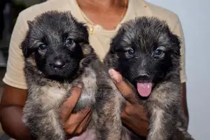 German Shepherd Puppy