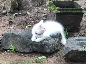 Persian Kitten
